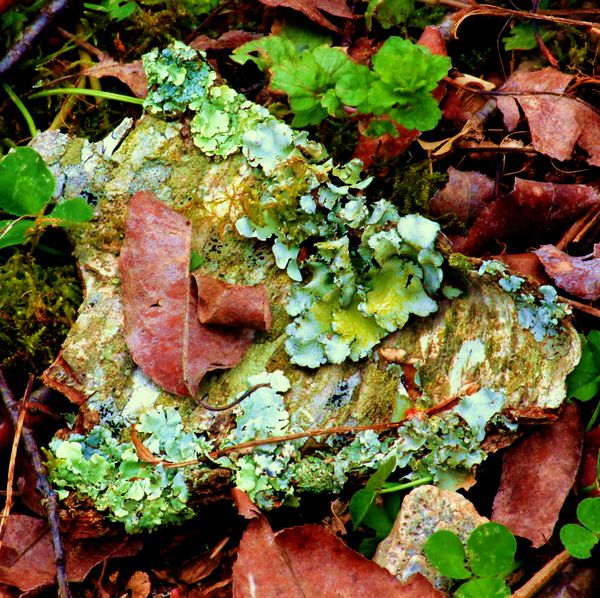 the forest floor; lichens and such...