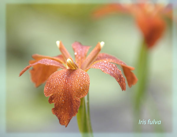 This is also known as the copper iris - a Missouri...
