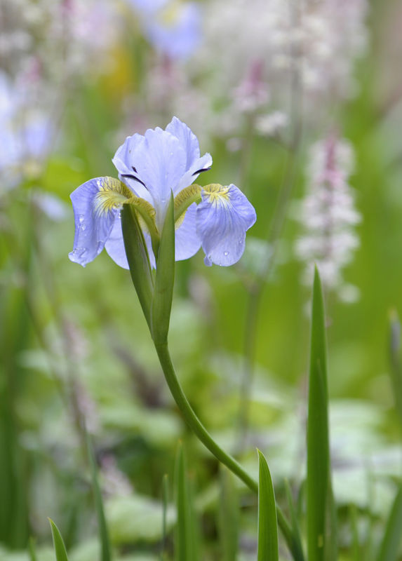 Unknown pond-side iris...