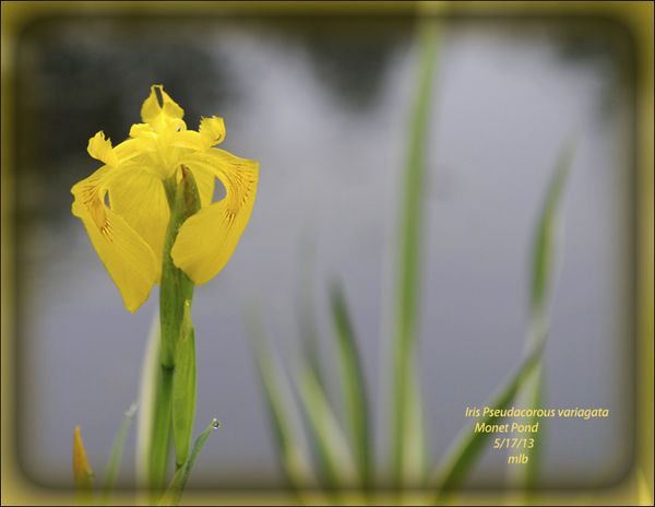 pseudacorus iris...