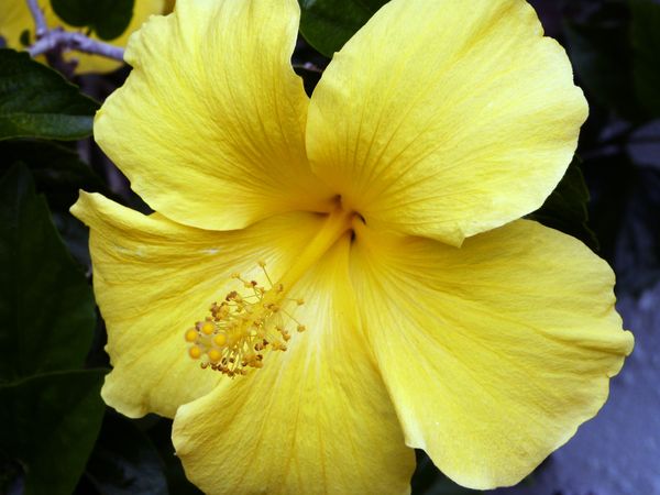 Yellow hibiscus...