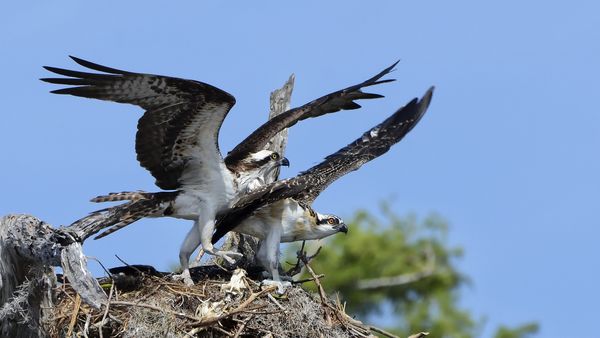 Mama Osprey try to push the young Osprey out of th...
