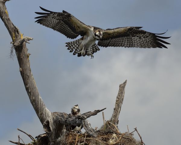 In this sequence a Young Osprey comes in for a lan...