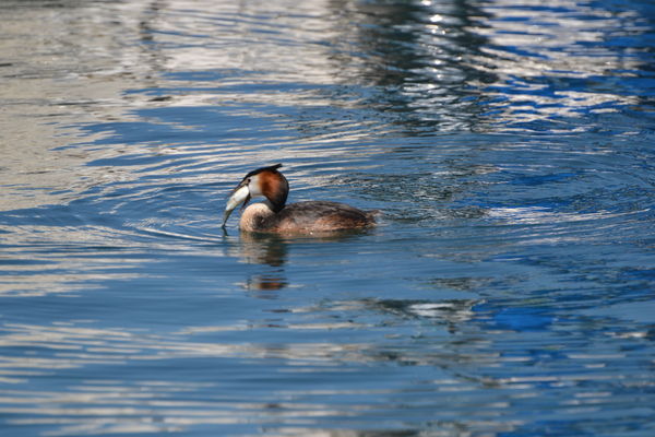 Greedy Great Crested Grebe...