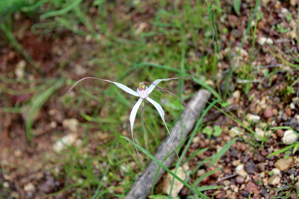 spider orchid...