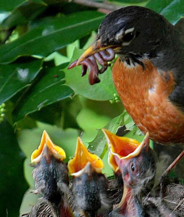 Nesting Robin Family Revisited - Some Favorites: Since there was a such ...