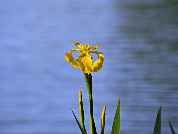 Wild Yellow Iris...
