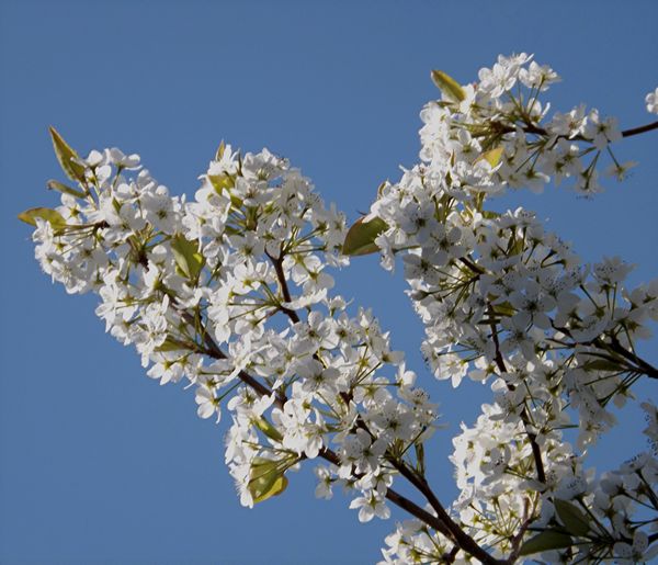 Sailorsmom, our Bradford pear tree: Here is our pear tree, ornimental ...
