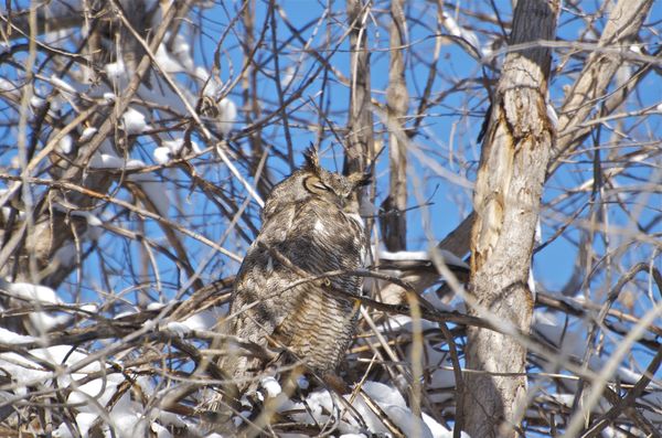 Great Horned Owl on her nest...