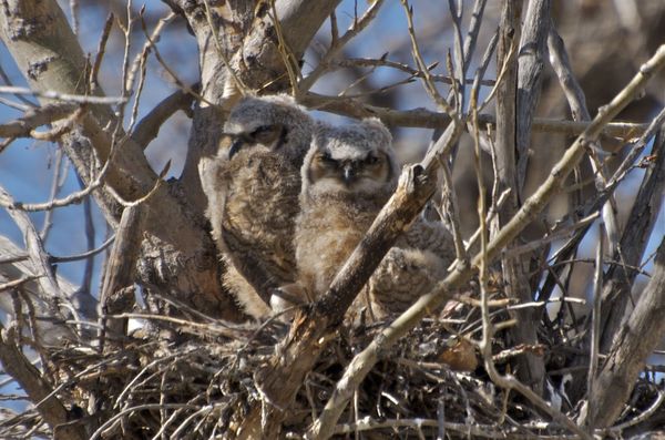 Great Horned Owlets...