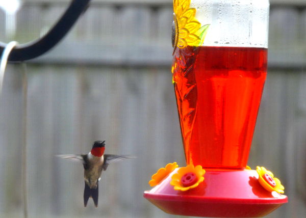 Hummingbird at feeder...