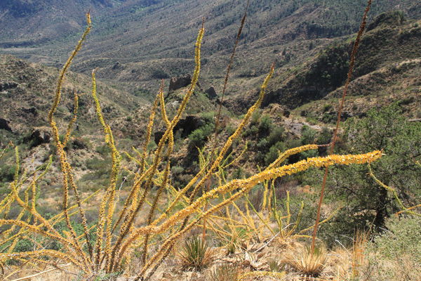 I believe this is an ocotillo plant....