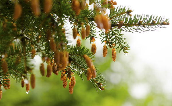 Baby pine cones...