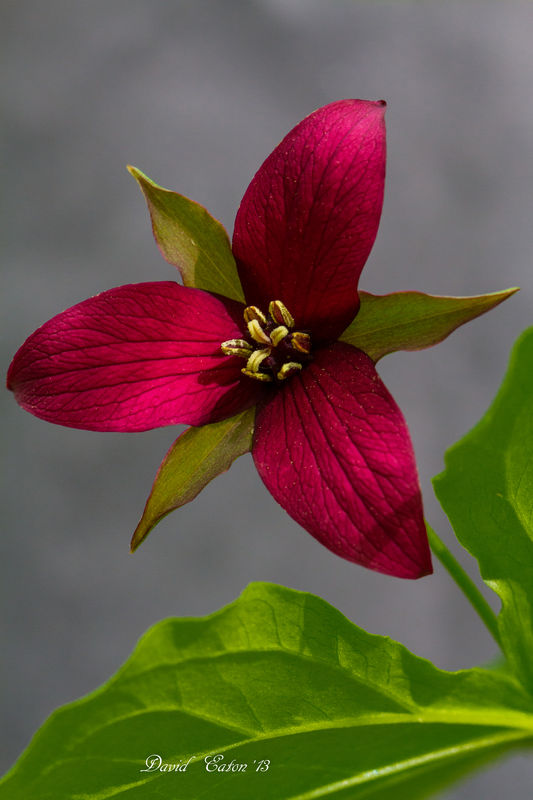 Ontario's Provincial flowertrillium A rare red trillium.
