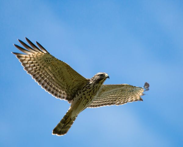 Hawk In Flight...