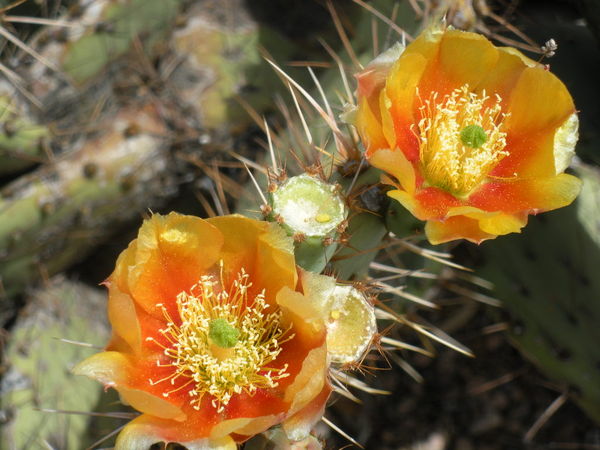 cactus flower and canyon lake AZ....