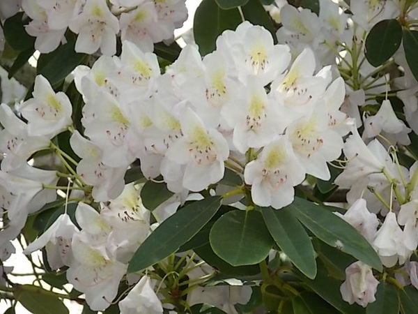 West Virginia State Flower: Rhododendron...