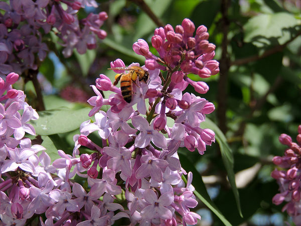 lilacs and bees