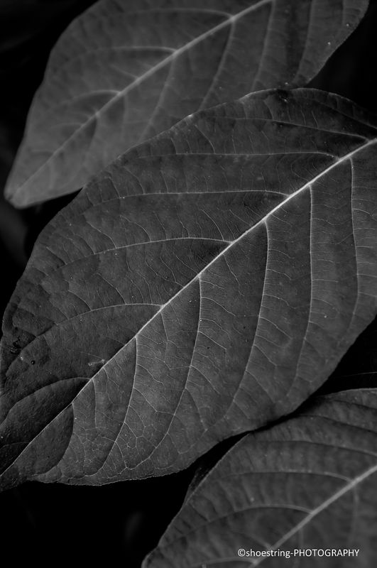 Patterns in Leaves...