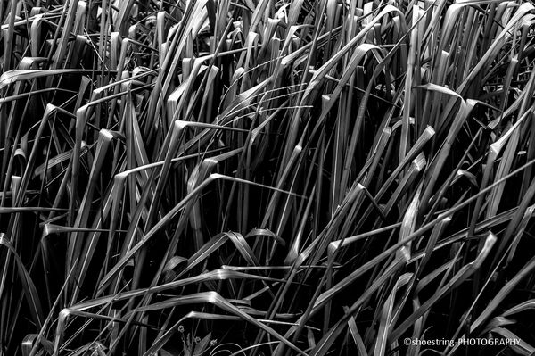 Patterns in grass...