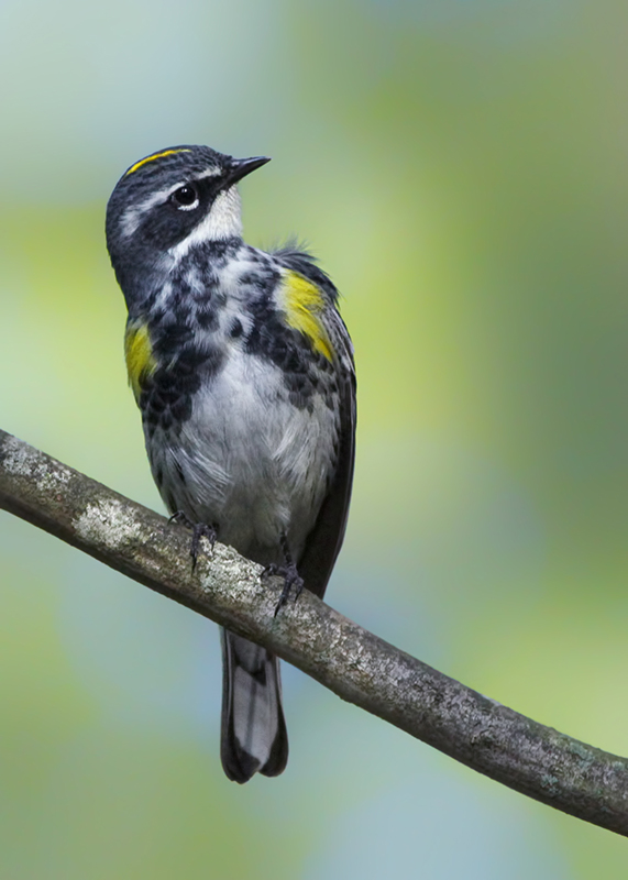 Yellow-rumped Warbler in breeding colors...