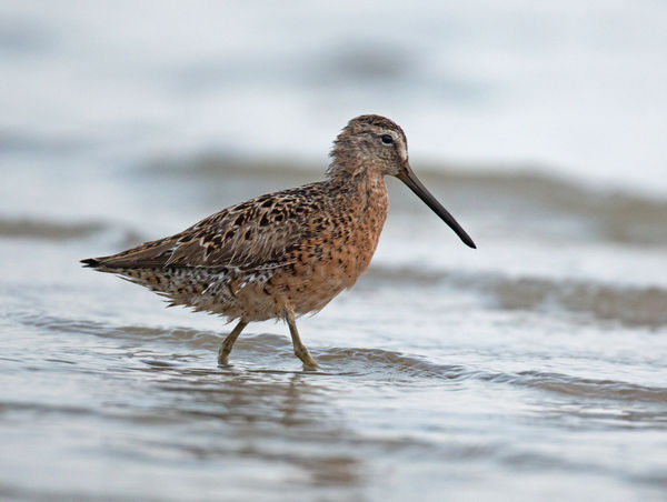 Long-billed Dowitcher...