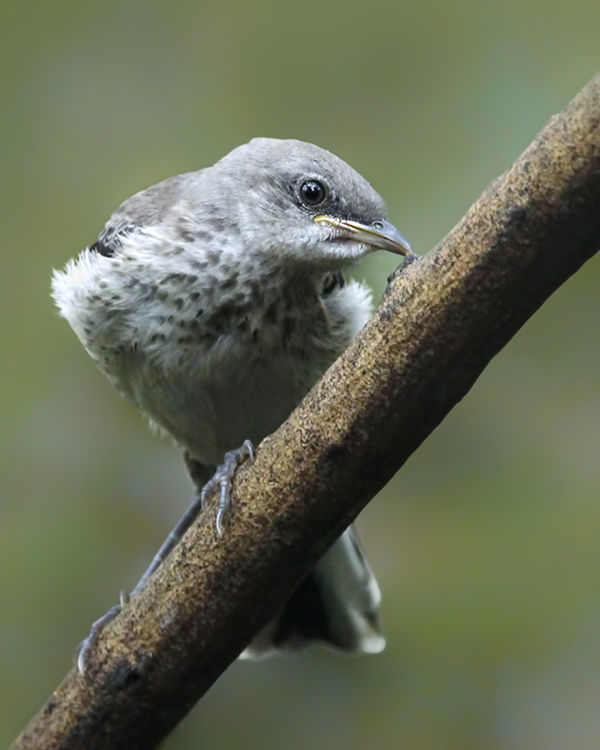 Mockingbird juvenile...