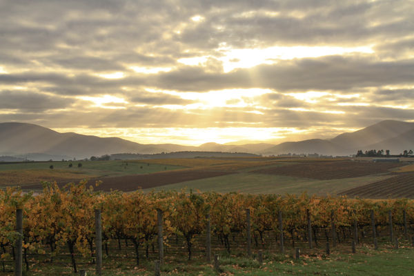 early morning over the vineyards...