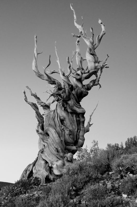 From the Ancient Bristle Cone Pine Forest...
