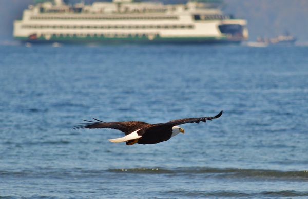 #1 Eagle and a ferry...