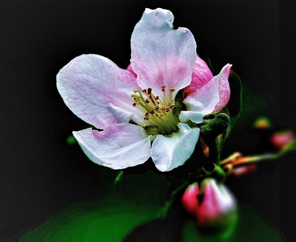 Apple blossom...