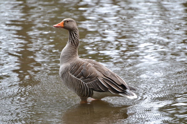 Greylag Goose...