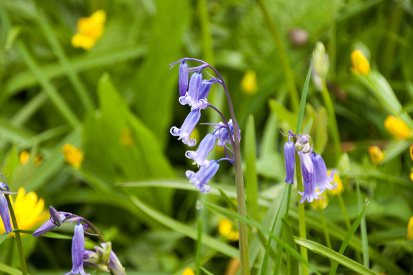 one bluebell...
