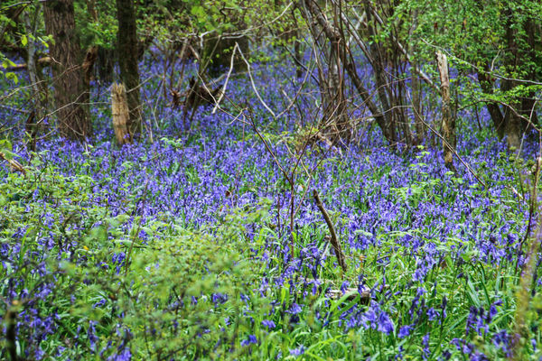 it's a bluebell wood....