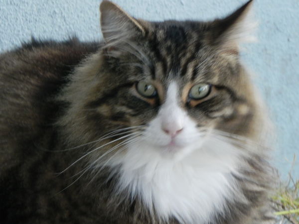 A beautiful and intellingent Main Coon...
