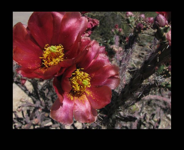 #6 Dark Pink Cholla Flower...
