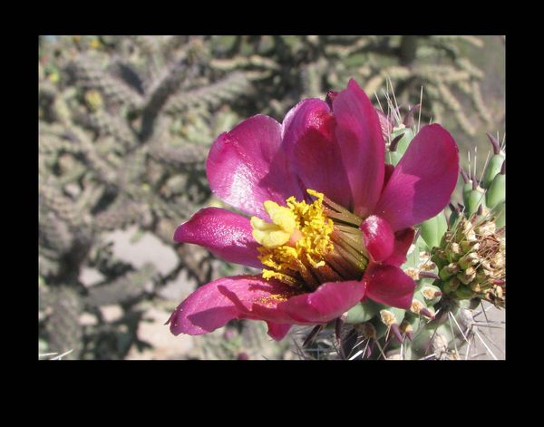 #10 Purple Cholla Flower...