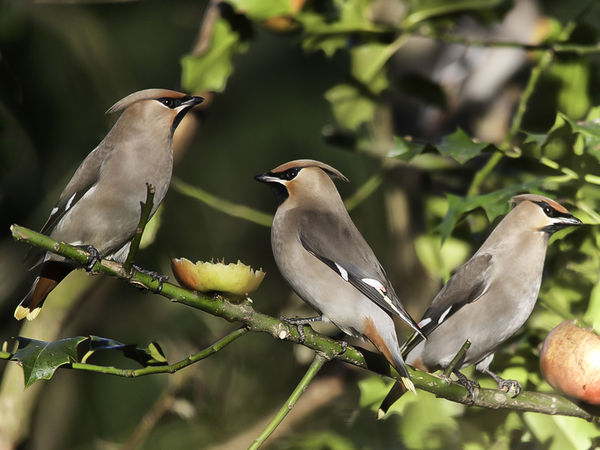 waxwings at orrell water park...