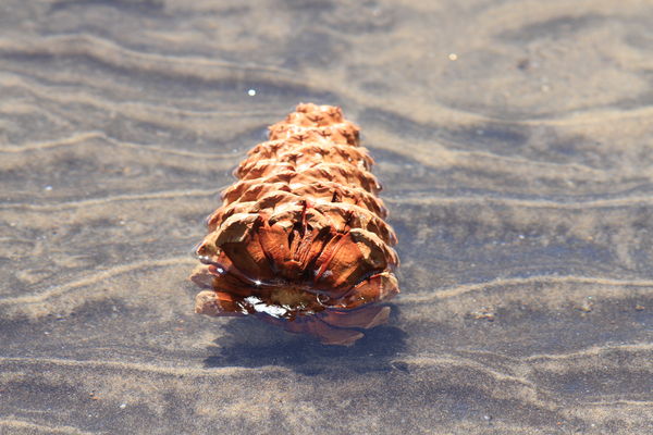 A Floating Pine Cone...