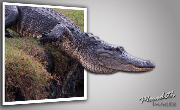 Gator Out of Bounds...