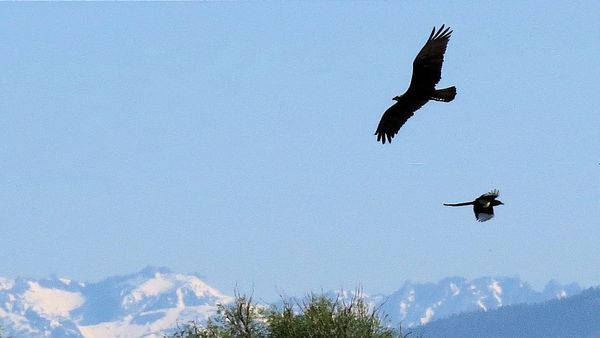 SX50, cropped. Osprey and magpie...
