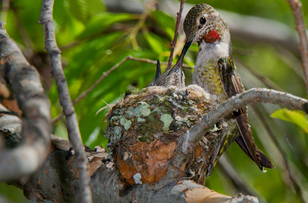 Female Anna's Hummingbird...