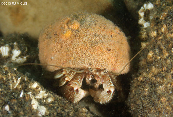 Acadian Hermit Crab...