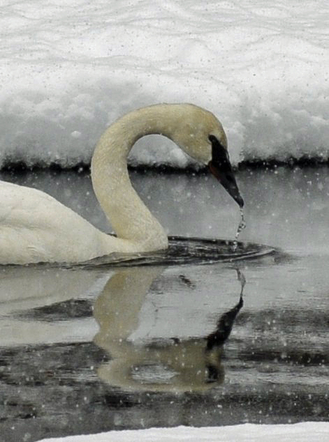 Swan in snow storm....