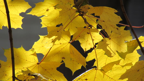 Sun drenched maple leaves -last fall...
