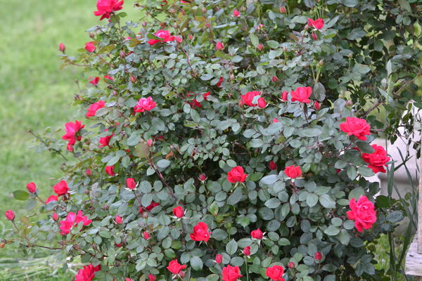 Rose Bush: The Bush Is Alive With Roses