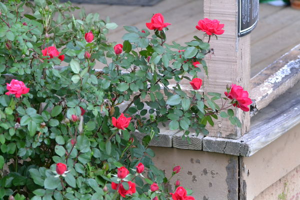 rose bush: The bush is alive with roses...