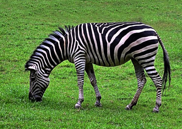 Zebra stripes...