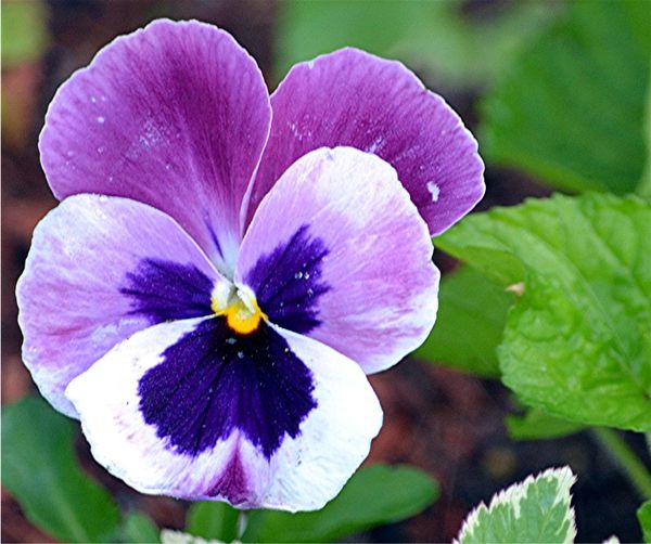An old favourite Pansy...