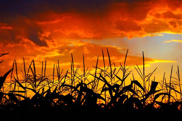cornfield patterns in the sunset--I just received ...